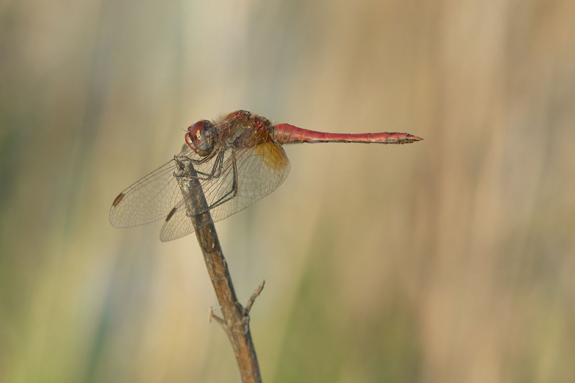 Sympetrum fonscolombii Sympetrum fonscolombii, adult male. Sympetrum fonscolombii,animalia,anisoptera,arthropoda,biodiversity,insecta,libellulidae,nomad dragonfly,odonata,red-veined darter