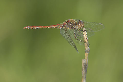 Sympetrum striolatum Sympetrum striolatum, adult male. Common Darter,Sympetrum striolatum,animalia,anisoptera,arthropoda,biodiversity,insecta,libellulidae,odonata