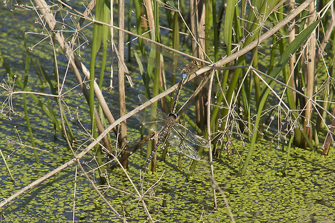 Interspecies Male Anax ephippiger x Female Aeshna mixta, what can possible go wrong? ;) In this cases reproduction is not possible. Although they are attached the female was striking, fighting to be released. It was this noisy beating wings that lead me to look around to search for something above the water, then i saw this happening, only had a chance to one shot, and here it is. Its a rare event, when the environmental pressure is high, and species are fighting for their territories this events can happen. Anax ephippiger,Vagrant emperor,aeshnidae,animalia,anisoptera,arthropoda,biodiversity,insecta,interspecies,odonata