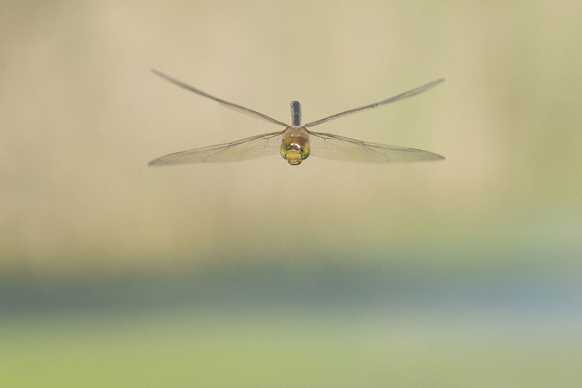 Anax ephippiger Anax ephippiger, male in flight. Anax ephippiger,Vagrant emperor,aeshnidae,animalia,anisoptera,arthropoda,biodiversity,insecta,odonata