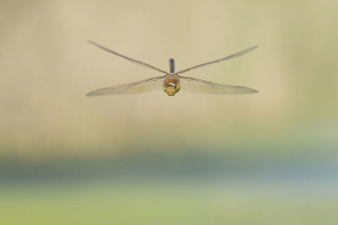 Anax ephippiger Anax ephippiger, male in flight. Anax ephippiger,Vagrant emperor,aeshnidae,animalia,anisoptera,arthropoda,biodiversity,insecta,odonata