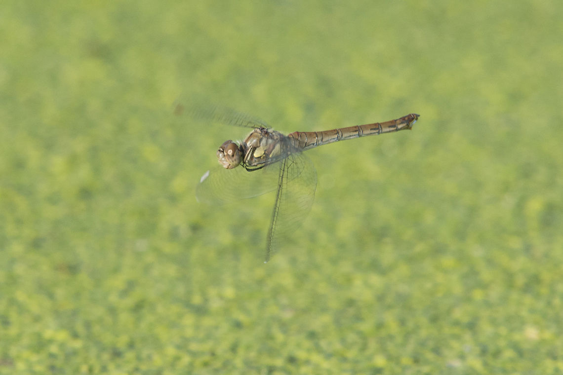 Sympetrum striolatum Sympetrum striolatum, adult female in flight. Common Darter,Sympetrum striolatum,animalia,anisoptera,arthropoda,biodiversity,insecta,libellulidae,odonata