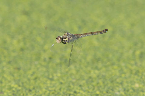 Sympetrum striolatum Sympetrum striolatum, adult female in flight. Common Darter,Sympetrum striolatum,animalia,anisoptera,arthropoda,biodiversity,insecta,libellulidae,odonata