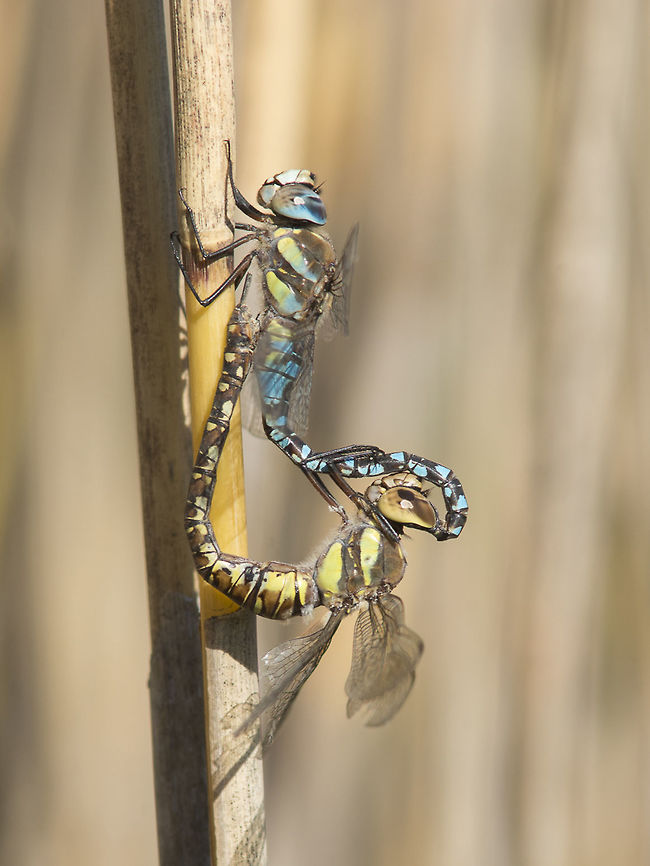 Aeshna mixta Aeshna mixta, mating wheel. Today&#039;s work. Aeshna mixta,Migrant Hawker,aeshnidae,animalia,anisoptera,arthropoda,biodiversity,insecta,mating wheel,odonata,reproduction