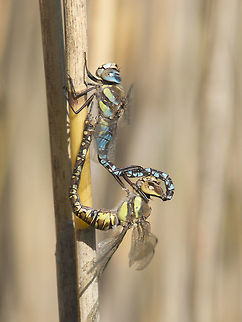 Aeshna mixta Aeshna mixta, mating wheel. Today's work. Aeshna mixta,Migrant Hawker,aeshnidae,animalia,anisoptera,arthropoda,biodiversity,insecta,mating wheel,odonata,reproduction