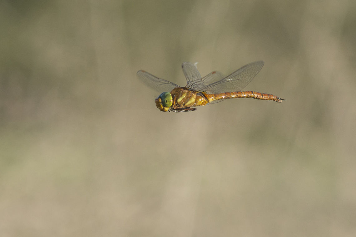 Mysterious, at least... Aeshna isoceles, male in flight. Today, November 9th 2015, gathering all the stuff to come back home from field work with two friends, in the middle of the marsh, i went back again to an area where dry reeds were high, to show to my fellow colleague the place where some of mine in flight shots of Anax ephippiger were capture when, out from the blue, the he was... hunting, at the end of the day, the green-eyed hawker, mysteriously still flying in November!! First records with some young specimens date late April... The end of the day arrived quickly, and i only had the time to process my last shots of the day, and share it with all. This species captured me for sure. New location added. New reproductive theories about the possible number of generations, and winter right at my door steps... <br />
<br />
This year's photo collection of Aeshna isosceles will now be completed, feel free to visit: <br />
<a href="https://www.behance.net/gallery/25850377/Forever-green-eyed" rel="nofollow">https://www.behance.net/gallery/25850377/Forever-green-eyed</a> Aeshna isoceles,Green-eyed hawker,aeshnidae,animalia,anisoptera,arthropoda,biodiversity,insecta,latest records,odonata