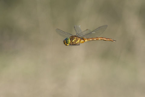 Mysterious, at least... Aeshna isoceles, male in flight. Today, November 9th 2015, gathering all the stuff to come back home from field work with two friends, in the middle of the marsh, i went back again to an area where dry reeds were high, to show to my fellow colleague the place where some of mine in flight shots of Anax ephippiger were capture when, out from the blue, the he was... hunting, at the end of the day, the green-eyed hawker, mysteriously still flying in November!! First records with some young specimens date late April... The end of the day arrived quickly, and i only had the time to process my last shots of the day, and share it with all. This species captured me for sure. New location added. New reproductive theories about the possible number of generations, and winter right at my door steps... 

This year's photo collection of Aeshna isosceles will now be completed, feel free to visit: 
https://www.behance.net/gallery/25850377/Forever-green-eyed Aeshna isoceles,Green-eyed hawker,aeshnidae,animalia,anisoptera,arthropoda,biodiversity,insecta,latest records,odonata