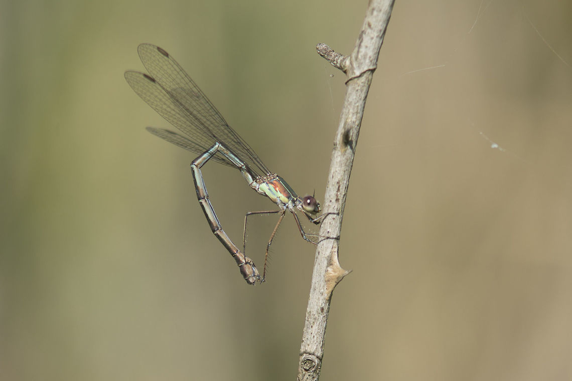 Chalcolestes viridis Chalcolestes viridis, old female in cleanups ;)<br />
<br />
In the following image the bending of the abdomen is also characteristic of ovipostures.<br />
<figure class="photo"><a href="https://www.jungledragon.com/image/33226/chalcolestes_viridis.html" title="Chalcolestes viridis"><img src="https://s3.amazonaws.com/media.jungledragon.com/images/2527/33226_thumb.jpg?AWSAccessKeyId=05GMT0V3GWVNE7GGM1R2&Expires=1770854410&Signature=mSj%2Fa1psDEIioMCWCsYD95THr%2FE%3D" width="200" height="150" alt="Chalcolestes viridis Chalcolestes viridis, oviposition in a branch of Alnus glutinosa. Chalcolestes viridis,Willow Emerald Damselfly,animalia,biodiversity,insects,lestidae,odonata,oviposition,posture,zygoptera" /></a></figure><br />
<br />
In all Odonata (Dragonflies and damselflies) male specimens the bending of the abdomen is a mechanism used to sperm transference to secondary genitalia.  Chalcolestes viridis,Willow Emerald Damselfly,animalia,arthropoda,biodiversity,insects,lestidae,odonata,zygoptera