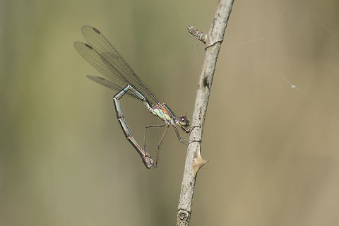Chalcolestes viridis Chalcolestes viridis, old female in cleanups ;)

In the following image the bending of the abdomen is also characteristic of ovipostures.
http://www.jungledragon.com/image/33226/chalcolestes_viridis.html

In all Odonata (Dragonflies and damselflies) male specimens the bending of the abdomen is a mechanism used to sperm transference to secondary genitalia.  Chalcolestes viridis,Willow Emerald Damselfly,animalia,arthropoda,biodiversity,insects,lestidae,odonata,zygoptera