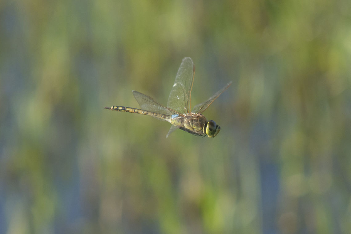 Anax ephippiger Anax ephippiger, male in flight. Probably the last capture of the year. After a week several dozens of Anax ephippiger just left, probably north... Anax ephippiger,Vagrant emperor,aeshnidae,animalia,anisoptera,arthropoda,biodiversity,dragonfly in flight,insecta,odonata