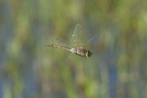 Anax ephippiger Anax ephippiger, male in flight. Probably the last capture of the year. After a week several dozens of Anax ephippiger just left, probably north... Anax ephippiger,Vagrant emperor,aeshnidae,animalia,anisoptera,arthropoda,biodiversity,dragonfly in flight,insecta,odonata