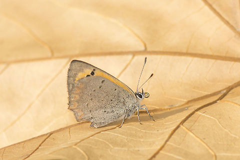 Autumn color pallet Lycaena phlaeas, the winter is near* Lycaena phlaeas,Small Copper,arthropoda,biodiversity,insects,lepidoptera,lycaenidae,rhopalocera