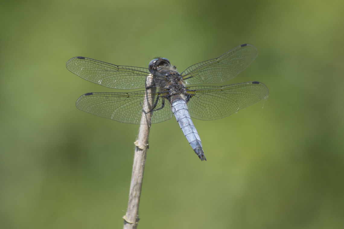 Libellula fulva Libellula fulva, adult (old) male.<br />
<br />
Immature male, Here, by Paul:<br />
<figure class="photo"><a href="https://www.jungledragon.com/image/91386/blue_chaser.html" title="Blue chaser"><img src="https://s3.amazonaws.com/media.jungledragon.com/images/4061/91386_thumb.JPG?AWSAccessKeyId=05GMT0V3GWVNE7GGM1R2&Expires=1767225610&Signature=fBxs0lt5Q%2B729xvOGsShz8%2BXBTc%3D" width="200" height="148" alt="Blue chaser This is a fresh specimen, if they get older they will become black and blue, with blue eyes.<br />
Immature male Libellula fulva Geotagged,Libellula fulva,Netherlands,Scarce chaser,Spring" /></a></figure> Libellula fulva,Scarce Chaser,animalia,anisoptera,arthropoda,biodiversity,insecta,libellulidae,odonata