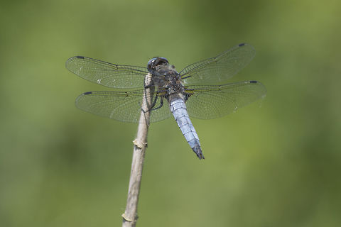 Libellula fulva Libellula fulva, adult (old) male.

Immature male, Here, by Paul:
https://www.jungledragon.com/image/91386/blue_chaser.html Libellula fulva,Scarce Chaser,animalia,anisoptera,arthropoda,biodiversity,insecta,libellulidae,odonata