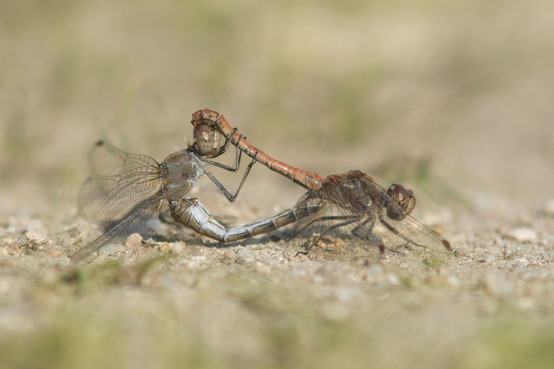 Sympetrum striolatum Sympetrum striolatum, mating wheel. Common Darter,Sympetrum striolatum,animalia,anisoptera,arthropoda,biodiversity,insecta,libellulidae,odonata