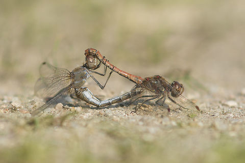 Sympetrum striolatum Sympetrum striolatum, mating wheel. Common Darter,Sympetrum striolatum,animalia,anisoptera,arthropoda,biodiversity,insecta,libellulidae,odonata