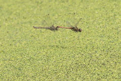 Sympetrum striolatum Sympetrum striolatum, in flight tandem oviposition. Common Darter,Sympetrum striolatum,animalia,anisoptera,arthropoda,biodiversity,insecta,libellulidae,odonata