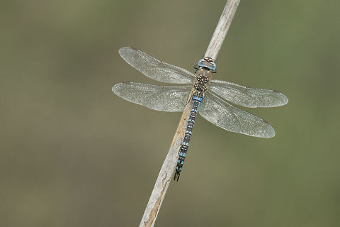 Aeshna mixta Aeshna mixta, male. Aeshna mixta,Migrant Hawker,aeshnidae,animalia,anisoptera,arthropoda,biodiversity,insecta,odonata