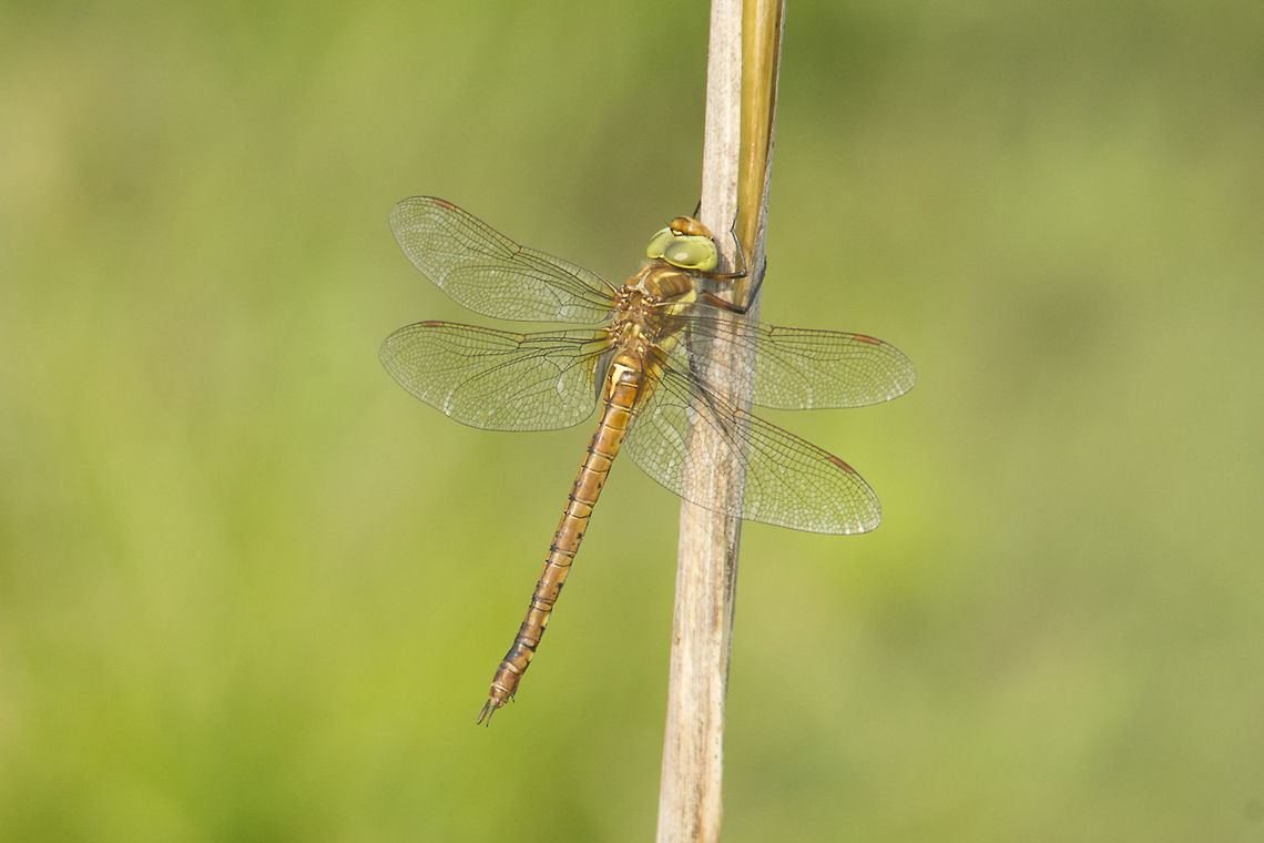 Aeshna isoceles Aeshna isoceles, adult female. A little story for today... At 16:00 o&#039;clock in the afternoon, a clouded sky remind me that this was the end of the day. Although a bit late, and with scarce light, this dragonfly appeared. Well, this dragonfly, in which i don&#039;t know more what to think about... well, we are november, that&#039;s a fact. This species is still up, that&#039;s a (crazy) fact... and there&#039;s more, as a female, the evidences of adulthood should be present, like fading blured orange through over its body, stripped/bite/ragged wings due to male captures, and so on... but no, this female looks like that hatch up a few weeks ago... well, as I was saying, I don&#039;t know what to think more... I&#039;m dazzled.  Aeshna isoceles,Green-eyed hawker,aeshnidae,animalia,anisoptera,arthropoda,biodiversity,insecta,odonata