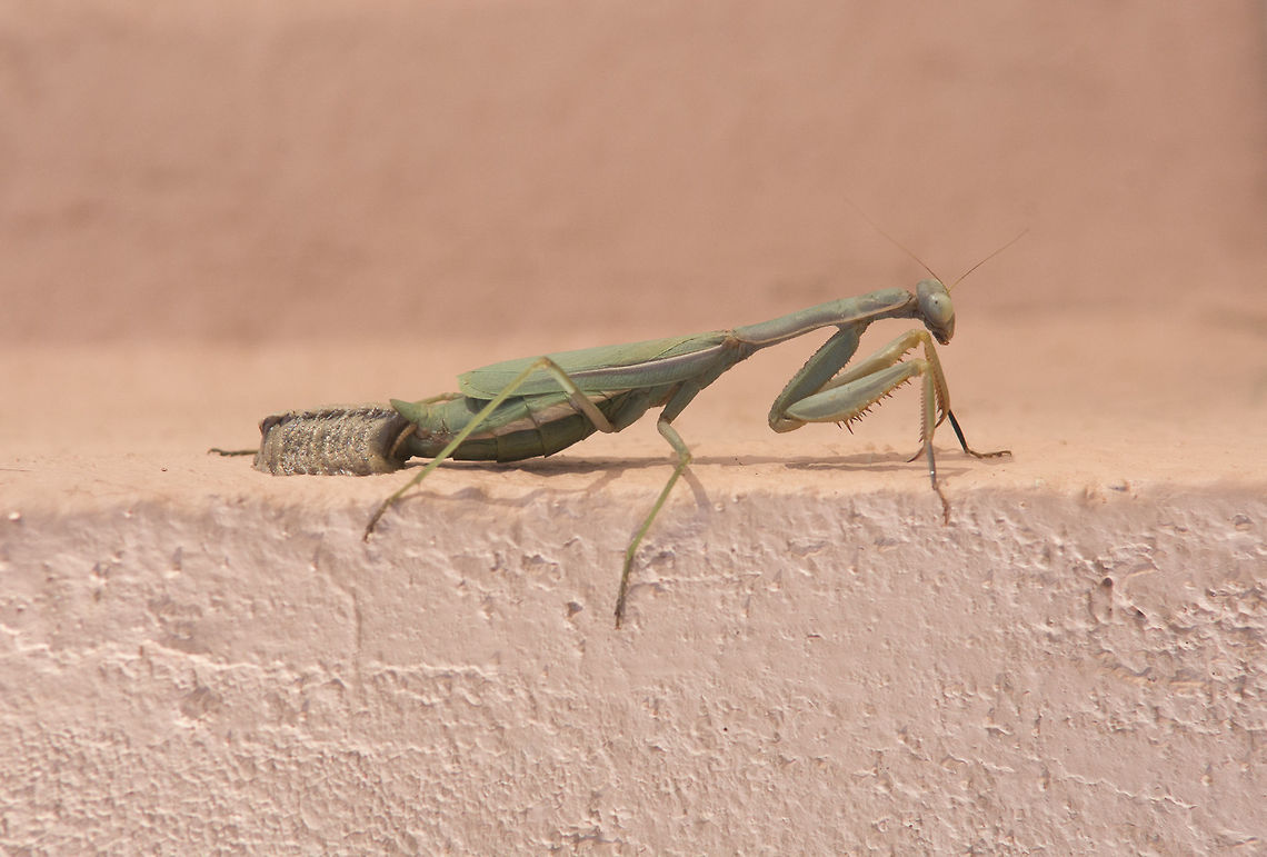 Iris oratoria Iris oratoria, ootheca oviposition. Iris oratoria, insight of an ooteca oviposition. Well, a few moments ago, this afternoon, may I say by luck, by chance, I have  spotted a female Iris oratoria laying eggs, right at my doorstep, between the gate and our pink wall...<br />
<figure class="photo"><a href="https://www.jungledragon.com/image/33620/ootheca.html" title="Ootheca"><img src="https://s3.amazonaws.com/media.jungledragon.com/images/2527/33620_thumb.jpg?AWSAccessKeyId=05GMT0V3GWVNE7GGM1R2&Expires=1769040010&Signature=B1Q96K8FrYOn946lIbrV8Ck9tc0%3D" width="200" height="134" alt="Ootheca Iris oratoria, female&#039;s ootheca oviposition. An insightful look, by inverting my old (adapted) Pre-Ai Nikkor 24mm. Iris oratoria,Mediterranean mantis,arthropoda,biodiversity,insects,mantodea,praying mantis" /></a></figure><br />
Full project: <a href="https://www.behance.net/gallery/31397333/Descendance" rel="nofollow">https://www.behance.net/gallery/31397333/Descendance</a> Iris oratoria,Mediterranean mantis,animalia,arthropoda,biodiversity,dyctioptera,insecta,mantid,mantodea,ooteca,oviposition,praying mantis