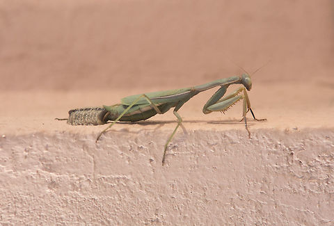 Iris oratoria Iris oratoria, ootheca oviposition. Iris oratoria, insight of an ooteca oviposition. Well, a few moments ago, this afternoon, may I say by luck, by chance, I have  spotted a female Iris oratoria laying eggs, right at my doorstep, between the gate and our pink wall...
http://www.jungledragon.com/image/33620/oootheca.html
Full project: https://www.behance.net/gallery/31397333/Descendance Iris oratoria,Mediterranean mantis,animalia,arthropoda,biodiversity,dyctioptera,insecta,mantid,mantodea,ooteca,oviposition,praying mantis