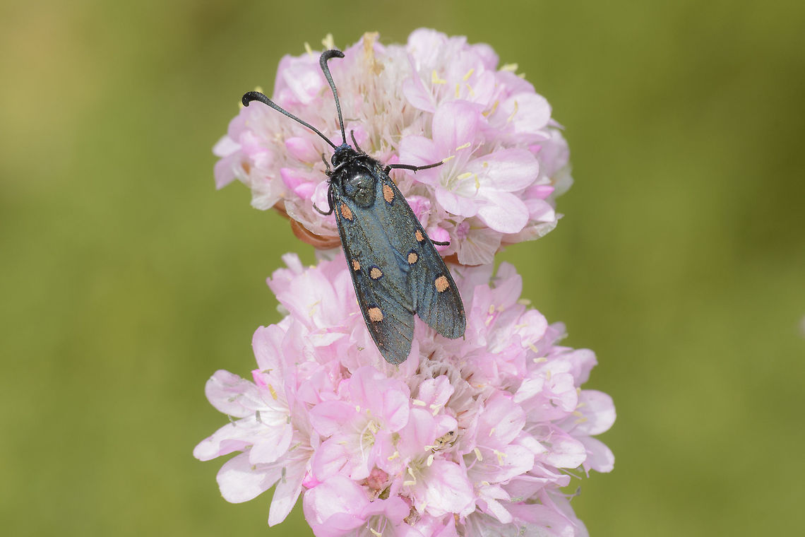 Zygaena lavandulae Zygaena lavandulae, adult (old) male on Armeria pungens. Zygaena lavandulae,armeria pungens,arthropoda,biodiversity,butterfly,heterocera,insects,lepidoptera,zygaena lavandulae,zygaenidae