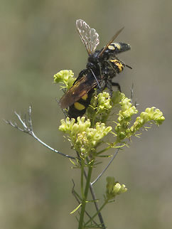 Megascolia maculata Megascolia maculata, male (above) and female (below). Hymenoptera,Mammoth wasp,Megascolia maculata flavifrons,apocrita,arthropoda,biodiversity,insects,mamooth wasp,wasps