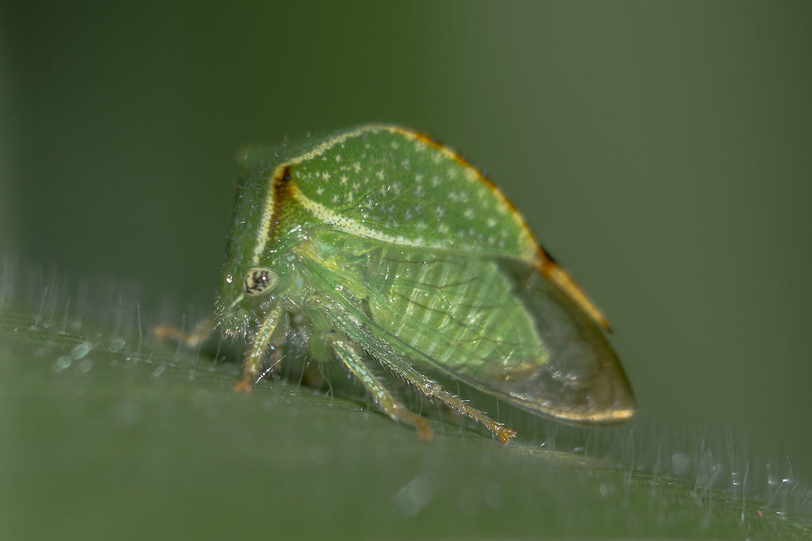 Stictocephala bisonia Stictocephala bisonia Stictocephala bisonia,arthropoda,biodiversity,hemiptera,insects,membracidae