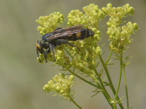 Megascolia maculata Megascolia maculata, female. Hymenoptera,Mammoth wasp,Megascolia maculata flavifrons,apocrita,arthropoda,biodiversity,insects,mamooth wasp,wasps