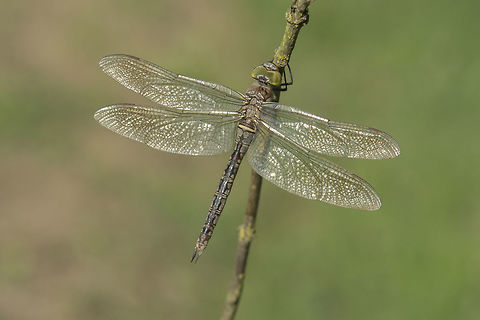 Anax parthenope Anax parthenope, adult female. Anax parthenope,Lesser emperor,aeshnidae,animalia,anisoptera,arthropoda,biodiversity,insecta,odonata