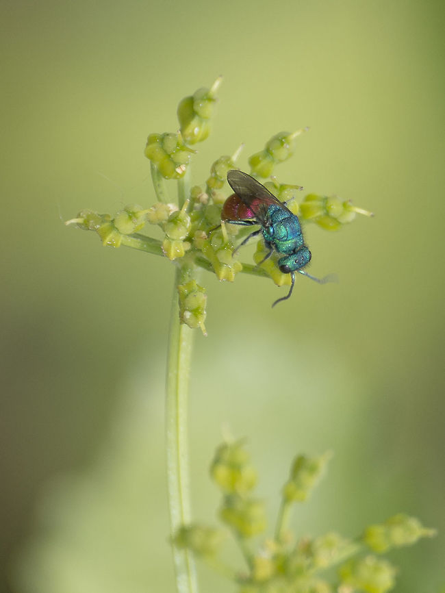 Chrysididae Chrysididae, Chrysis sp. The identification of this specimens by photo is very difficult, in most cases impossible, due to the identification key is based of several characters only identified in lab...<br />
<br />
<a href="http://www.chrysis.net/database/key_en.html" rel="nofollow">http://www.chrysis.net/database/key_en.html</a> Chrysididae,Chrysidoidea,apocrita,arthropoda,cuckoo wasp,hymenoptera,insects