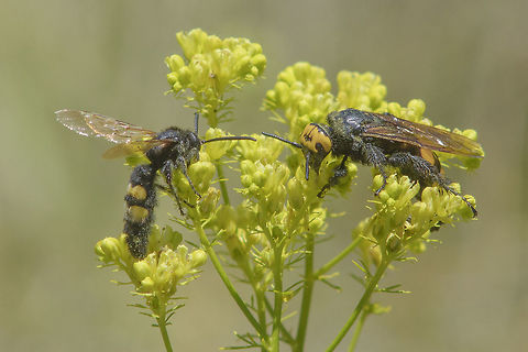 Megascolia maculata Megascolia maculata, male at left, female right. The difference size between is overwhelming. even thou the male abdomen seems long is quite smaller in overall size/volume when compared to female gender. After publishing one photo, i realize that was important to make a full review of this moment, that led me to capture a few dozen frames to keep them on sight, and to share them as great moments of working in the field, great memories on photos, precious observation data, as what they are. Hymenoptera,Mammoth wasp,Megascolia maculata flavifrons,apocrita,arthropoda,biodiversity,insects,mamooth wasp,wasps
