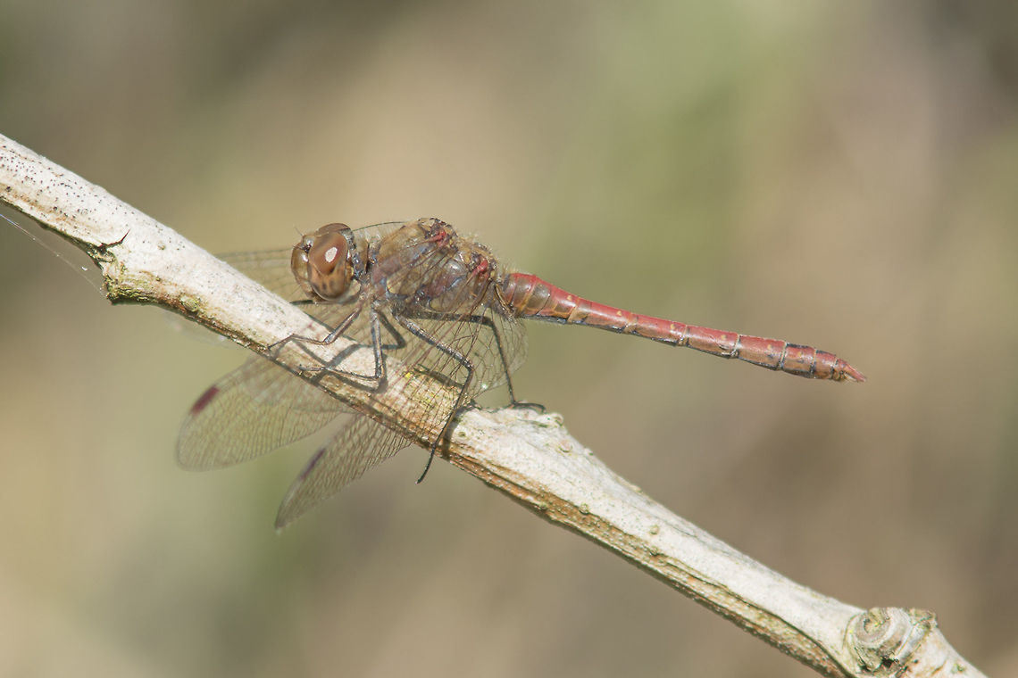 Sympetrum striolatum Sympetrum striolatum, old male. Common Darter,Sympetrum striolatum,animalia,anisotpera,arthropoda,biodiversity,insecta,libellulidae,odonata