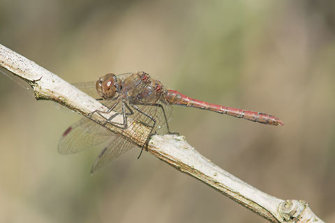 Sympetrum striolatum Sympetrum striolatum, old male. Common Darter,Sympetrum striolatum,animalia,anisotpera,arthropoda,biodiversity,insecta,libellulidae,odonata