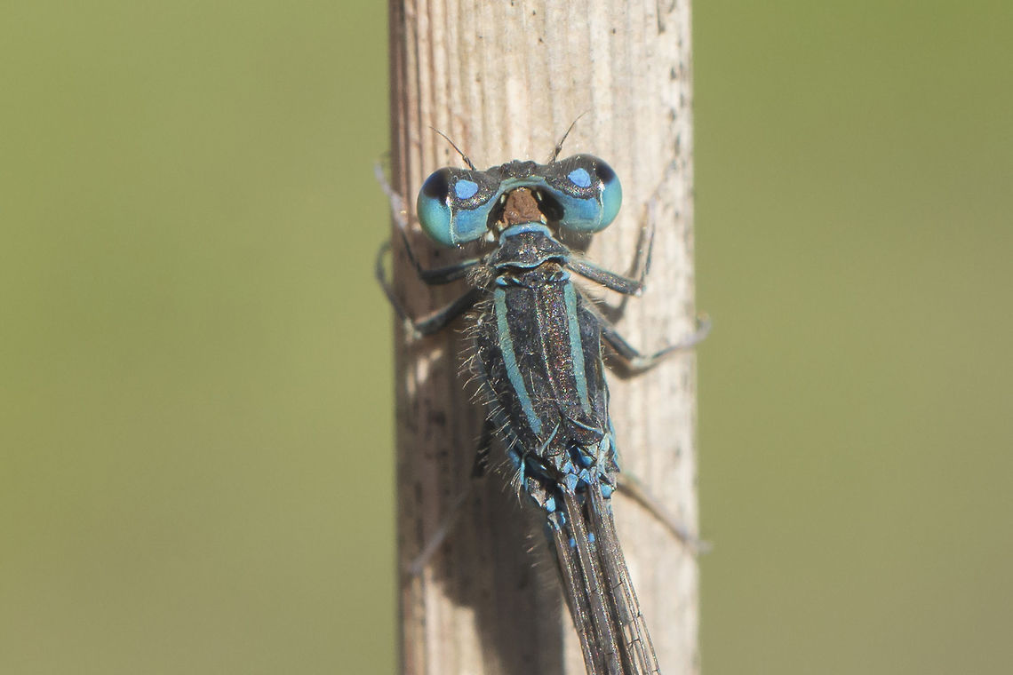 Ischnura pumilio Ischnura pumilio, old male, and a very late observation for the species. I.pumilio and I.graellsii, the last flying zygoptera of the year. Ischnura pumilio,Scarce blue-tailed damselfly,animalia,arthropoda,biodiversity,coenagrionidae,insecta,odonata,zygoptera