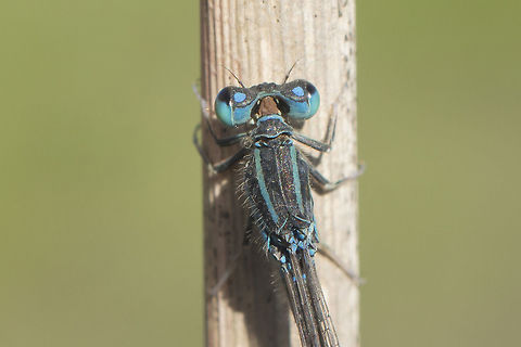 Ischnura pumilio Ischnura pumilio, old male, and a very late observation for the species. I.pumilio and I.graellsii, the last flying zygoptera of the year. Ischnura pumilio,Scarce blue-tailed damselfly,animalia,arthropoda,biodiversity,coenagrionidae,insecta,odonata,zygoptera