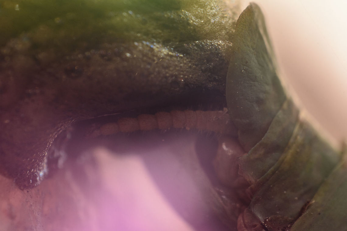 Ootheca Iris oratoria, female&#039;s ootheca oviposition. An insightful look, by inverting my old (adapted) Pre-Ai Nikkor 24mm. Iris oratoria,Mediterranean mantis,arthropoda,biodiversity,insects,mantodea,praying mantis