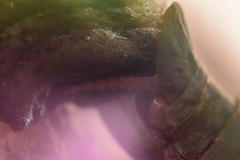 Ootheca Iris oratoria, female's ootheca oviposition. An insightful look, by inverting my old (adapted) Pre-Ai Nikkor 24mm. Iris oratoria,Mediterranean mantis,arthropoda,biodiversity,insects,mantodea,praying mantis