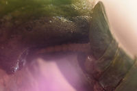 Ootheca Iris oratoria, female's ootheca oviposition. An insightful look, by inverting my old (adapted) Pre-Ai Nikkor 24mm. Iris oratoria,Mediterranean mantis,arthropoda,biodiversity,insects,mantodea,praying mantis