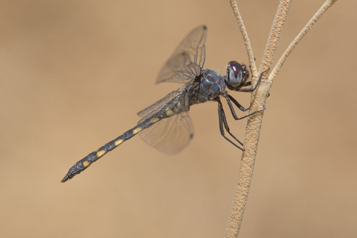 Zygonyx torridus Zygonyx torridus, adult male. Although it was referenced/quoted for portugal a few years ago, the first photos for this species are from this year. A beautiful specimen, for sure*  Zygonyx torridus,animalia,anisoptera,arthropoda,biodiversity,insecta,libellulidae,odonata