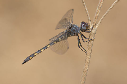 Zygonyx torridus Zygonyx torridus, adult male. Although it was referenced/quoted for portugal a few years ago, the first photos for this species are from this year. A beautiful specimen, for sure*  Zygonyx torridus,animalia,anisoptera,arthropoda,biodiversity,insecta,libellulidae,odonata