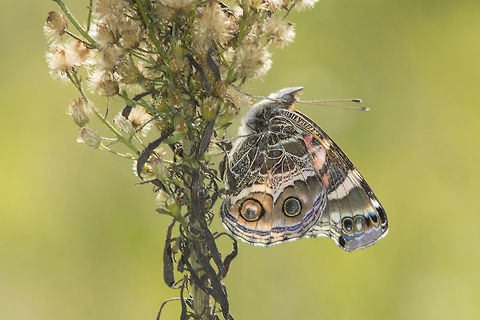 Vanessa virginiensis Vanessa virginiensis, old female. The wing transparency is given by the lack of inner wing bellow... American Painted Lady,Vanessa virginiensis,insects,lepidoptera,nymphalidae,rhopalocera