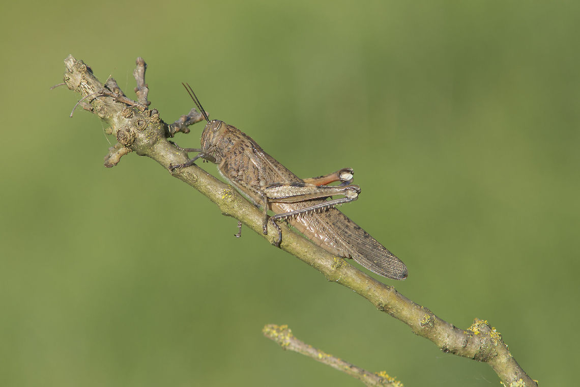 Anacridium aegyptium Anacridium aegyptium, adult female, getting warm for the long winter chill ;) Anacridium aegyptium,Egyptian Locust,Egyptian locust,acrididae,biodiversity,insects,orthoptera