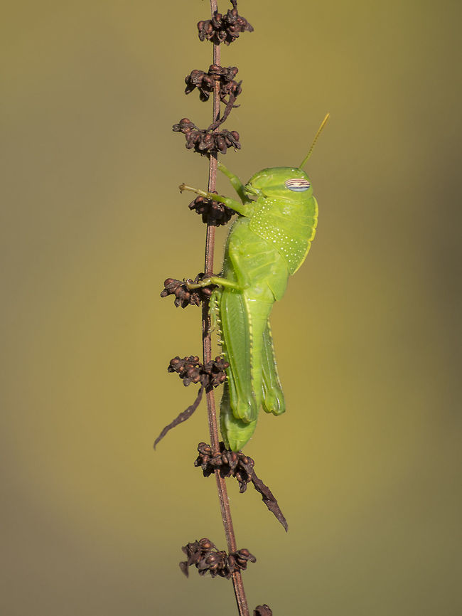 Anacridium aegyptium Anacridium aegyptium, nymph. Anacridium aegyptium,Egyptian Locust,Egyptian locust,acrididae,biodiversity,insects,orthoptera