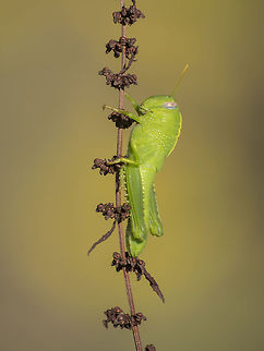 Anacridium aegyptium Anacridium aegyptium, nymph. Anacridium aegyptium,Egyptian Locust,Egyptian locust,acrididae,biodiversity,insects,orthoptera