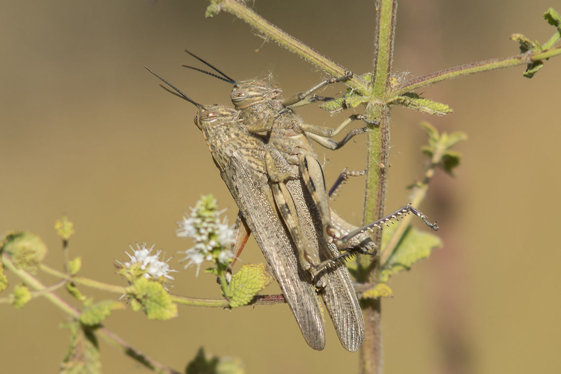 Anacridium aegyptium Anacridium aegyptium, copulation. Male left, female right. Anacridium aegyptium,Egyptian locust,acrididae,biodiversity,grasshoper,insects,orthoptera