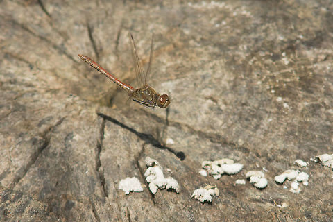 Sympetrum striolatum Sympetrum striolatum, male. A flight over the old clouded log. Common Darter,Libellulidae,Sympetrum striolatum,animalia,anisoptera,arthropoda,biodiversity,insecta,odonata