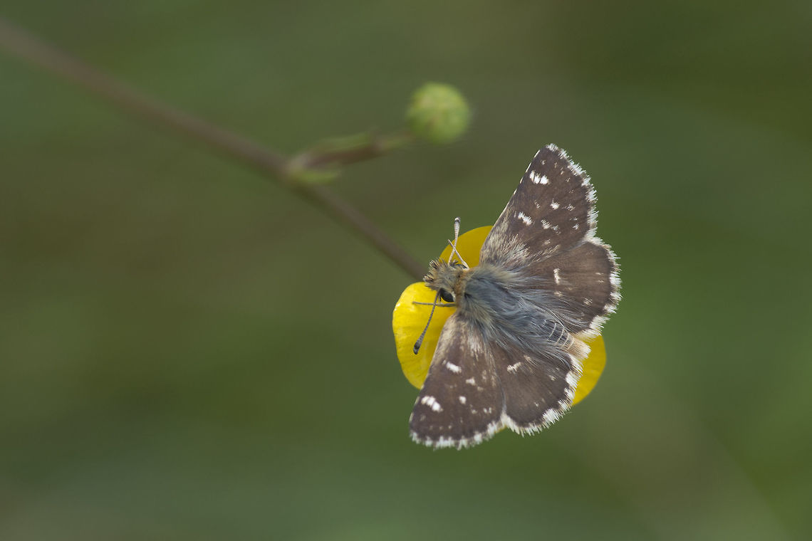 Spialia sertorius Spialia sertorius on Ranunculaceae flower. Lepidoptera,Spialia sertorius,biodiversity,butterfly,hesperiidae,insects