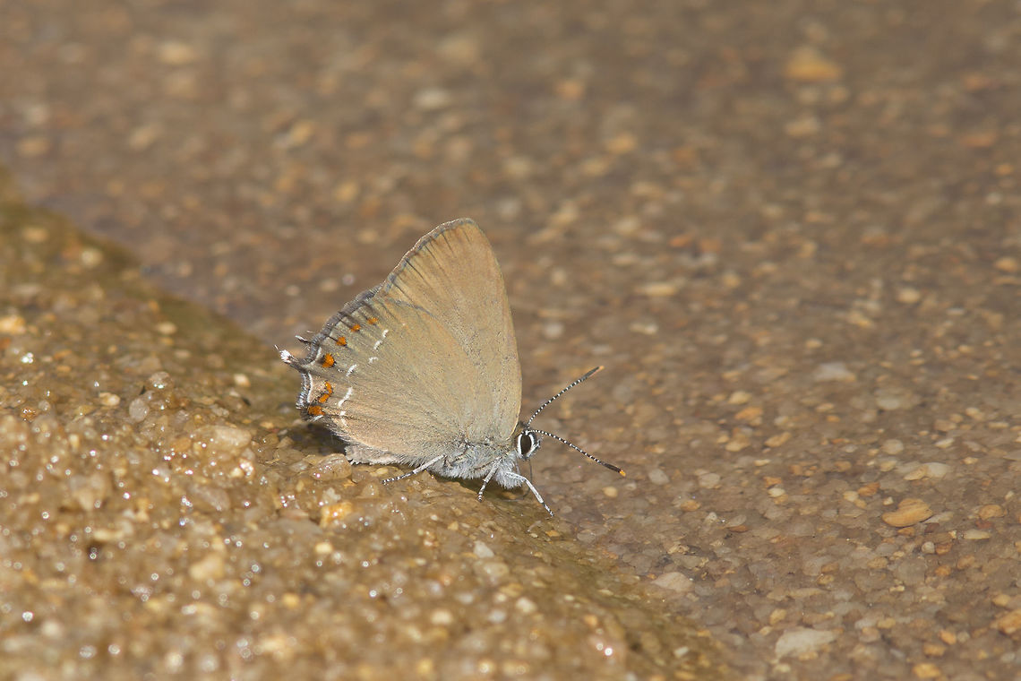Satyrium esculi Satyrium esculi sucking water at the edge of a stream on an hot summer day. False Ilex Hairstreak,Lycaenidae,Satyrium esculi,biodiversity,insects,lepidoptera
