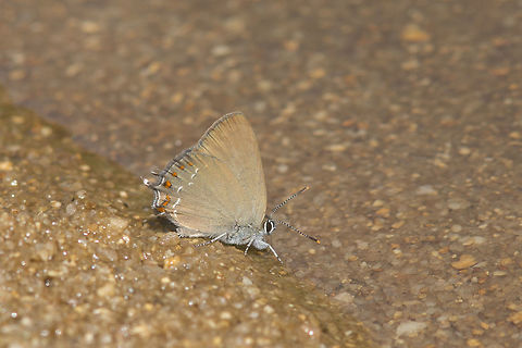 Satyrium esculi Satyrium esculi sucking water at the edge of a stream on an hot summer day. False Ilex Hairstreak,Lycaenidae,Satyrium esculi,biodiversity,insects,lepidoptera
